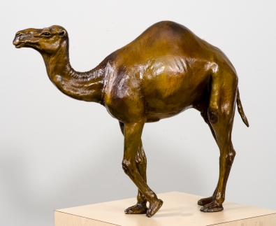 Camel Standing 1